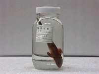 藏品(陰影絨毛鯊)的圖片